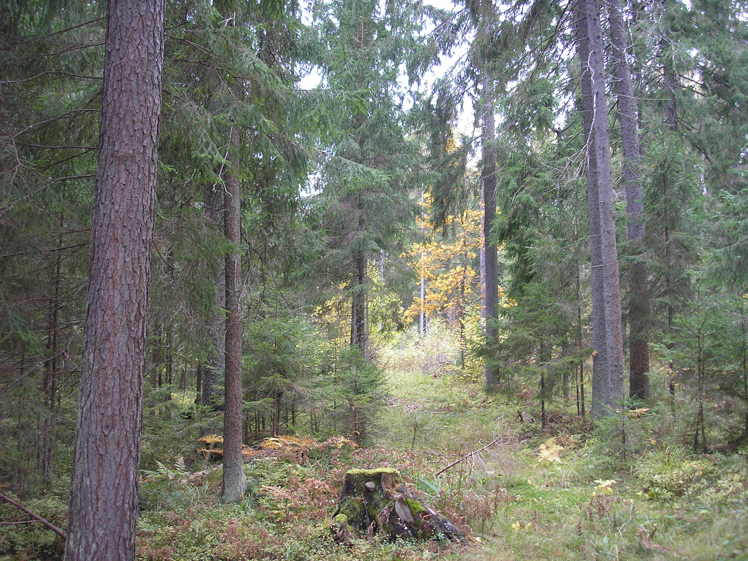 Леса Смоленской области